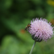 Illustration for article titled Spring has sprung: A Xyl0 photo gallery